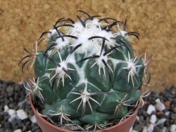 Coryphantha tripugionacantha Tepetatita XL, pot 6,5 cm - 12394941