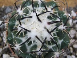 Coryphantha tripugionacantha Tepetatita XL, pot 6,5 cm - 12394942