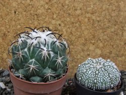Coryphantha tripugionacantha Tepetatita XL, pot 6,5 cm - 12394943