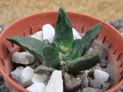 Ariocarpus scapharostrus pot 5,5 cm - 12394946