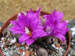 Ariocarpus agavoides pot 5,5 cm cites IA - 12395081