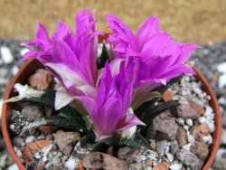 Ariocarpus agavoides pot 5,5 cm cites IA - 12395082