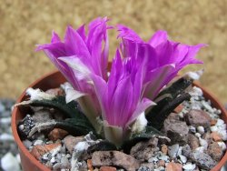 Ariocarpus agavoides pot 5,5 cm cites IA - 12395083