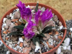 Ariocarpus agavoides pot 5,5 cm cites IA - 12395084