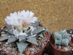 Ariocarpus retusus SB 68 pot 10,5 cm cites IA - 12395294