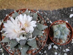 Ariocarpus retusus SB 68 pot 10,5 cm cites IA - 12395295