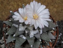 Ariocarpus retusus SB 68 pot 10,5 cm cites IA - 12395296