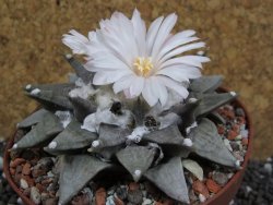 Ariocarpus retusus SB 68 pot 10,5 cm cites IA - 12395298