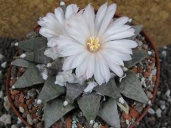 Ariocarpus retusus SB 68 pot 10,5 cm cites IA - 12395300