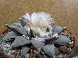 Ariocarpus retusus SB 68 pot 10,5 cm cites IA - 12395304