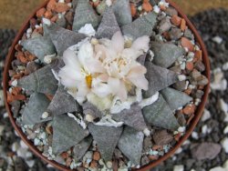 Ariocarpus retusus SB 68 pot 10,5 cm cites IA - 12395305