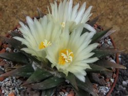 Ariocarpus trigonus horacekii Jaumave pot 10,5 cm