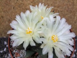 Ariocarpus trigonus elongatus San Antonio pot 12 cm