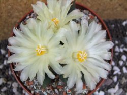 Ariocarpus trigonus elongatus San Antonio pot 12 cm - 12395347
