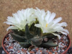 Ariocarpus trigonus elongatus San Antonio pot 12 cm - 12395348