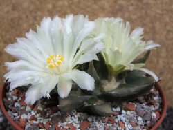 Ariocarpus trigonus elongatus San Antonio pot 12 cm - 12395349