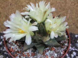 Ariocarpus trigonus elongatus San Antonio pot 12 cm - 12395350