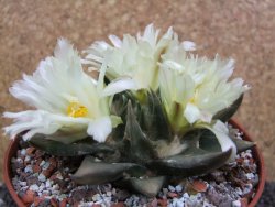 Ariocarpus trigonus elongatus San Antonio pot 12 cm - 12395351