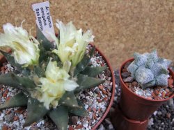 Ariocarpus trigonus elongatus San Antonio pot 12 cm - 12395352
