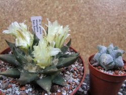 Ariocarpus trigonus elongatus San Antonio pot 12 cm - 12395353