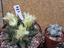 Ariocarpus trigonus elongatus San Antonio pot 12 cm - 12395354