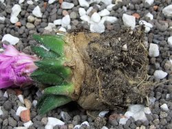 Ariocarpus bravoanus El Ňuňez XL pot 6,5 cm - 12395383