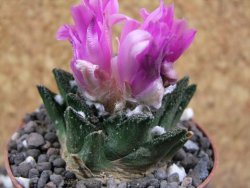 Ariocarpus bravoanus El Ňuňez XL pot 6,5 cm - 12395385