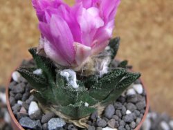 Ariocarpus bravoanus El Ňuňez XL pot 6,5 cm - 12395386