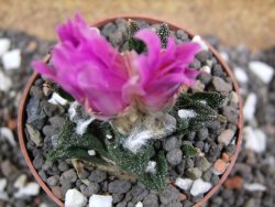 Ariocarpus bravoanus El Ňuňez XL pot 6,5 cm - 12395387