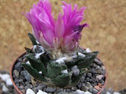 Ariocarpus bravoanus El Ňuňez XL pot 6,5 cm - 12395388