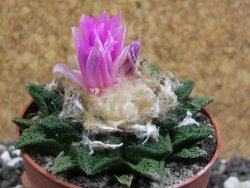 Ariocarpus fissuratus hintonii Matehuala XL pot 6,5 cm - 12395398