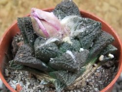 Ariocarpus fissuratus, pot 5,5 cm Cites IA - 12395448