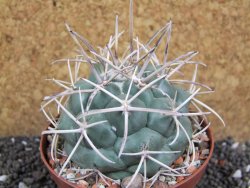Coryphantha poselgeriana valida El Hundido pot 9 cm - 12395476