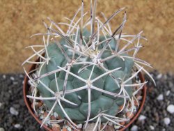 Coryphantha poselgeriana valida El Hundido pot 9 cm - 12395477