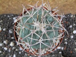 Coryphantha poselgeriana valida El Hundido pot 9 cm - 12395478