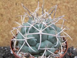 Coryphantha poselgeriana valida El Hundido pot 9 cm - 12395479
