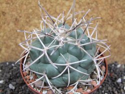 Coryphantha poselgeriana valida El Hundido pot 9 cm