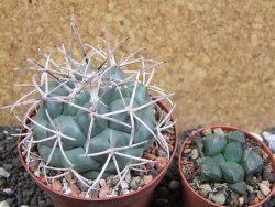 Coryphantha poselgeriana valida El Hundido pot 9 cm - 12395481