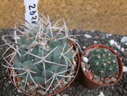 Coryphantha poselgeriana valida El Hundido pot 9 cm - 12395482
