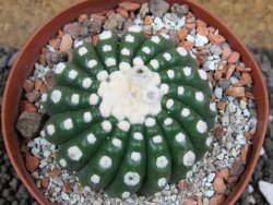 Notocactus uebelmannianus inermis pot 9 cm - 12395489