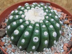 Notocactus uebelmannianus inermis pot 9 cm