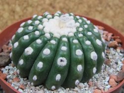 Notocactus uebelmannianus inermis pot 9 cm - 12395491