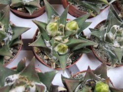 Ariocarpus trigonus minor, pot 5,5 cm - 12395500