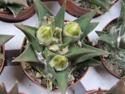 Ariocarpus trigonus minor, pot 5,5 cm - 12395501