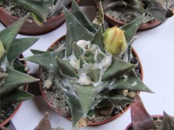 Ariocarpus trigonus minor, pot 5,5 cm - 12395504