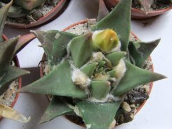 Ariocarpus trigonus minor, pot 5,5 cm - 12395505