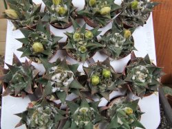 Ariocarpus trigonus minor, pot 5,5 cm - 12395507