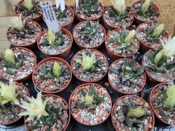 Ariocarpus trigonus horacekii Jaumave, Tam. pot 5,5 cm - 12395545