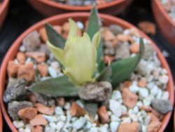 Ariocarpus trigonus horacekii Jaumave, Tam. pot 5,5 cm - 12395552