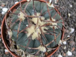 Echinocactus horizonthalonius Jacales, pot 6,5 cm - 12395596